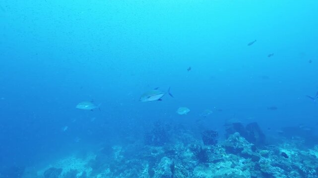 Silver fish move above a blue water in the Banda Sea, Indonesia. The view highlights silver Fish Cruising Above a Blue Coral Reef, showing natural reef texture, depth and surrounding tropical water.