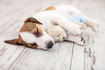 Peaceful puppy sleeps beside plush toy on pale wooden floor, head resting on boards and eyes shut....