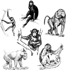 Obraz premium Hand drawn vector illustration showing different poses of various monkeys.