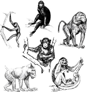 Hand drawn vector illustration showing different poses of various monkeys.