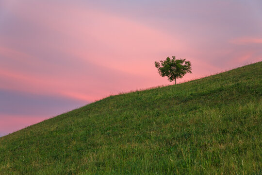 Lone tree on a green hillside under a pink sunset sky, minimalist landscape