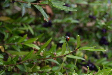 Red ladybug resting on a green leaf of a berry bush © Raisa