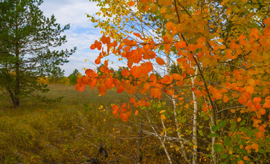 closeup red dry aspen tree bramch in the forest, autumn outdoor scene © Yuriy Kulik