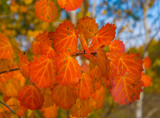 closeup red dry aspen tree bramch in the forest, autumn outdoor scene © Yuriy Kulik