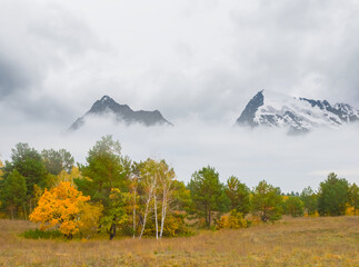 mountain valley covered by the forest in mist an dense clouds © Yuriy Kulik