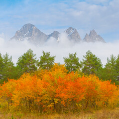 mountain valley covered by the forest in mist an dense clouds © Yuriy Kulik