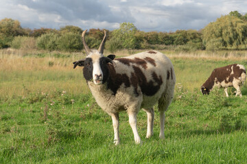 A spotted multi-horned Jacob sheep standing in a green pasture, © Raisa