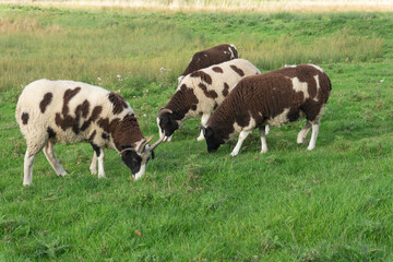 Small flock of rare Jacob sheep grazing together in a field © Raisa