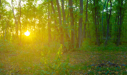 forest glade in light of sparkle sun, beautiful outdoor natural scene © Yuriy Kulik