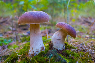 closeup pair of porcini mushroom in the forest © Yuriy Kulik