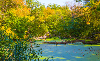 small calm lake among the red autumn forest © Yuriy Kulik