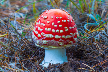 closeup alone red flyagaric mushroom in the autumn forest © Yuriy Kulik