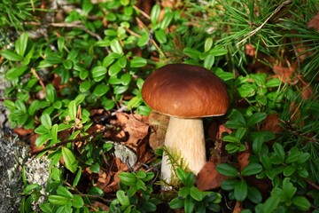 Porcini mushrooms in an autumn forest. © Natalia