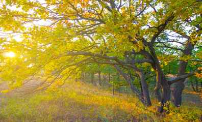 autumn forest glade in light of the sparkle evening sun © Yuriy Kulik