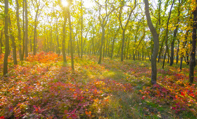 autumn forest glade in light of the sparkle evening sun © Yuriy Kulik