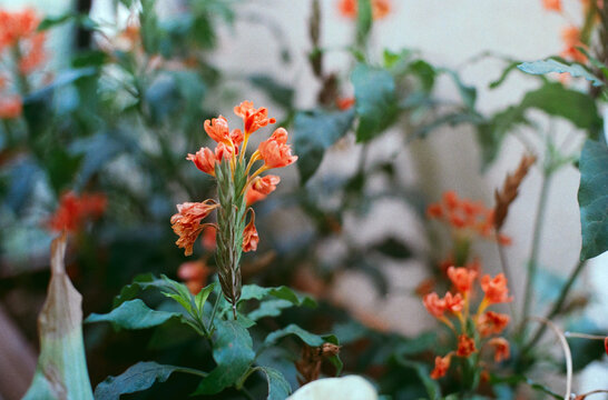 Goan Aboli flowers