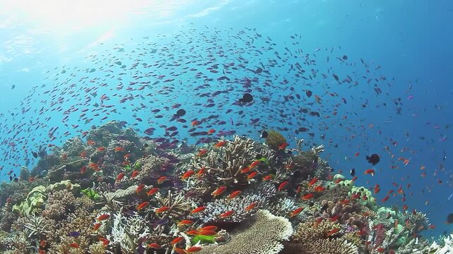 Schooling Reef Fish Flow Over a Colorful Coral Garden. A dense cloud of small orange fish crosses a coral-covered slope, with mixed hard coral shapes, open blue water and scattered darker fish.
