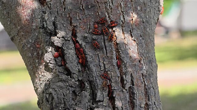 Group of Red Soldier Bugs Aggregated on Tree Trunk