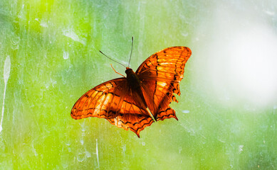 A transparent-feeling butterfly resting on the glass, facing the sunlight © Yf