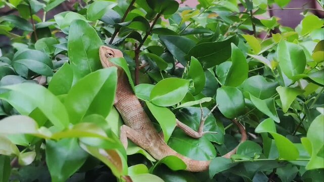 A brown garden lizard resting quietly among vibrant green leaves in a bush. Natural wildlife footage capturing a reptile in its natural green habitat.
