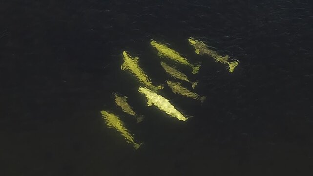 Beluga Whale Group Swimming in a Compact Formation. Overhead marine wildlife footage shows multiple pale whales traveling close together through dark water, creating a clear group pattern from above.