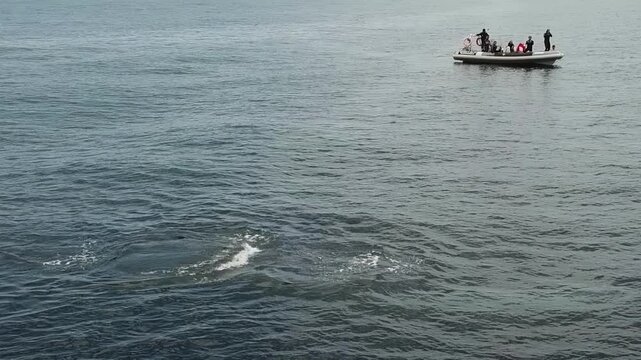Blue Whale Surfacing Near a Small Observation Boat. Wide overhead wildlife view shows the whale breaking the surface in open water while a small boat with several people remains visible farther away.