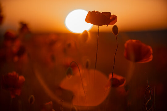 Vibrant wildflowers silhouette against glowing sunset sky in open field