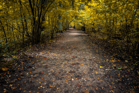 Golden Autumn Forest Path Beneath Dense Yellow Woodland Foliage
