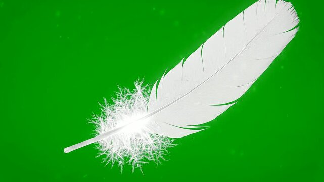 white feather on green background