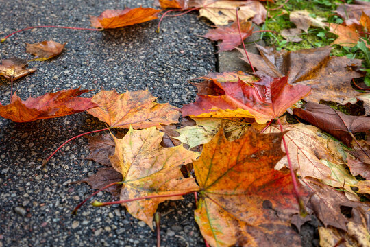 Wet Autumn Maple Leaves Scattered Along an Asphalt Path Edge