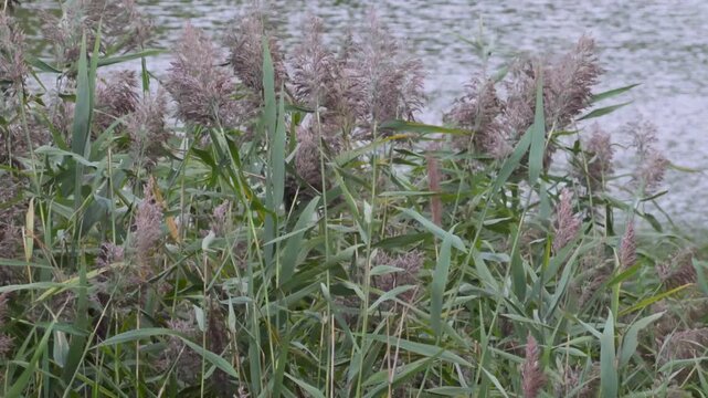 Common Reeds Blowing in Strong Wind by Lake Shore, 4K. 