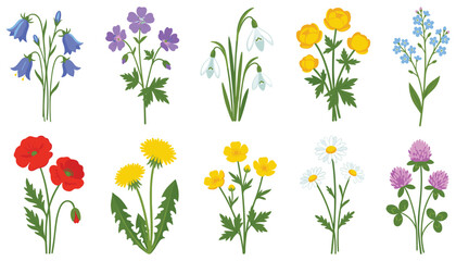 Fototapeta premium Wildflowers vector illustration collection set. Poppy, daisy, bluebell, dandelion, clover, snowdrop, forget me not, and spring botanical floral elements.