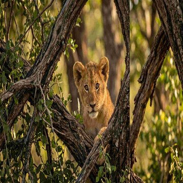 Adorable Lion Cub Peeking Through Tree Branches | Cute Wildlife Nature Photography