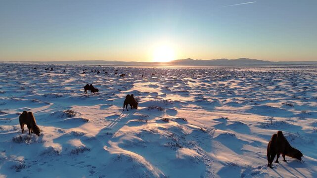 Bactrian Camel Herd on a Snow-Covered Mongolian Steppe at Sunset
(해 질 무렵 눈 덮인 몽골 초원의 쌍봉낙타 무리)