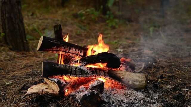 Thick gray smoke drifting from a burning campfire made of stacked horizontal wood logs with bright yellow flames dancing on a pine forest ground during a clear daylight outdoor scene view
