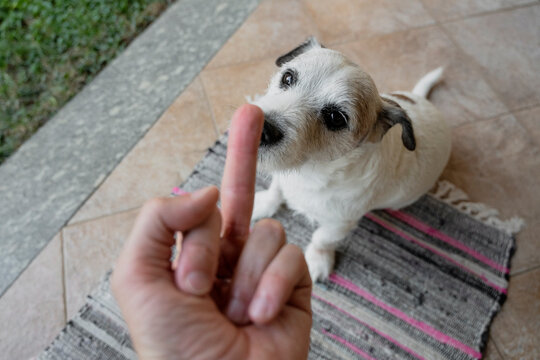 Guilty Dog Sniffing Man Middle Finger