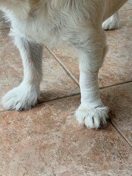 Dog Paw Wrapped in Protective Medical Bandage