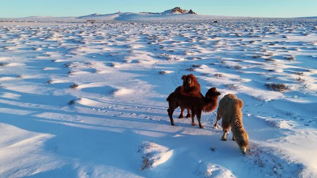 Bactrian Camels Grazing on a Snowy Mongolian Steppe in Winter
(겨울 눈 덮인 몽골 초원에서 먹이 활동을 하는 쌍봉낙타)