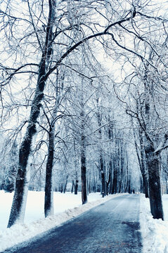 Winter park background. A cleared dark path between tall frosted trees. Thick snowdrifts on the sides and a pale overcast sky above the alley
