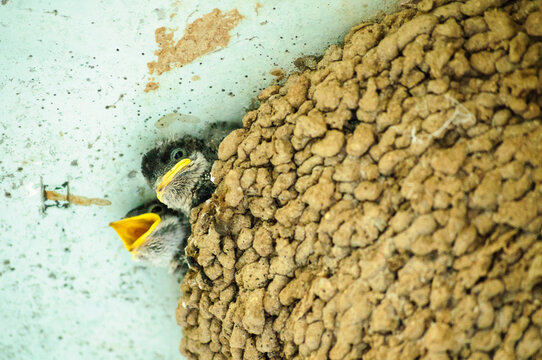 Two young swallow chicks in a mud nest under a concrete ceiling. One chick with an open yellow beak waiting for food