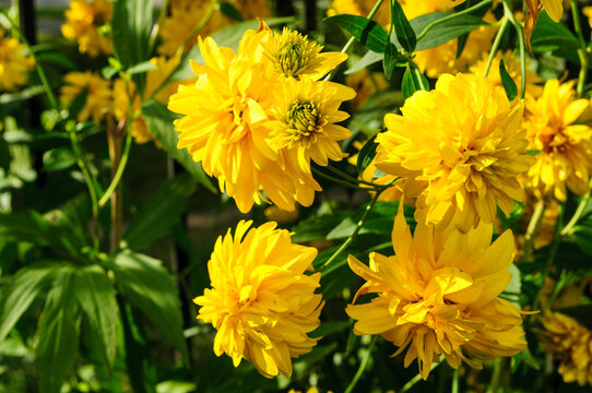 Nature background. Bright yellow chrysanthemum flowers in full bloom. Dense green leaves and buds around the spherical layered blossoms in a garden