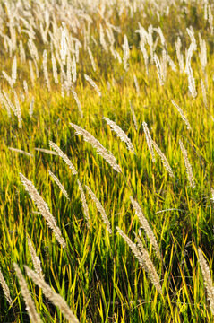 Nature background. Tall golden grass panicles rising above a green meadow. Feathery seed heads glowing in warm sunlight across the autumn field