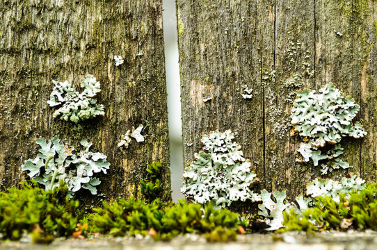 Grey green lichen patches and bright moss on an old weathered wooden fence. Rough cracked boards with a gap between them
