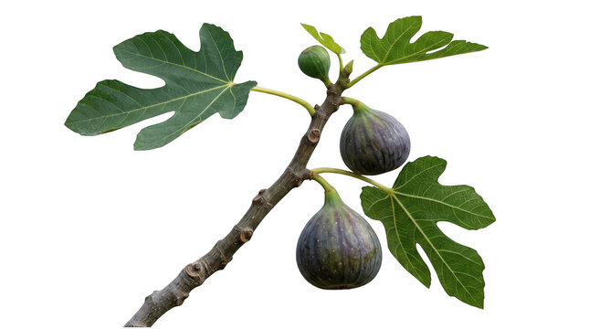 Fresh organic purple fig fruits hanging on a green leafy branch isolated on a white background transparent background