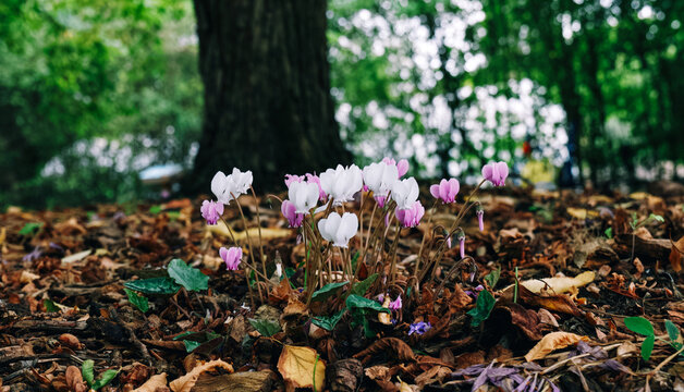 Wild cyclamen flowers blooming in forest.