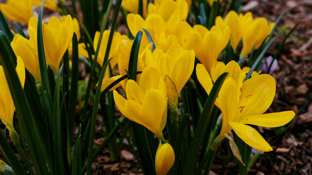 Yellow crocus flowers blooming in spring. Cambridge Botanic Garden