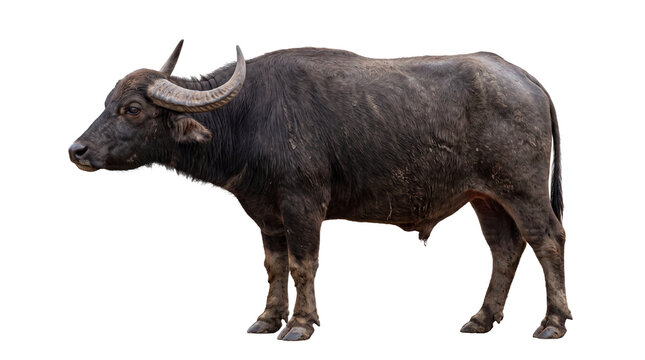 A detailed side profile of a majestic dark water buffalo with large curved horns standing firmly, isolated on a transparent background, perfect for wildlife and livestock design projects.