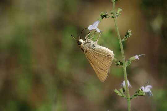the Mediterranean skipper butterfly (Gegenes nostrodamus)
