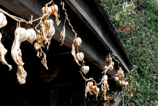 Dried orange physalis hanging under roof. Cambridge Botanic Garden