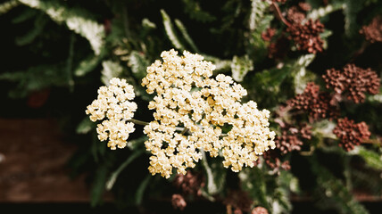 Yellow yarrow flowers bloom in garden. Cambridge Botanic Garden © Kos6ka
